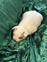 Rocky, a male French Bulldog for sale in Simpsonville, SC – Photo 10 of 10