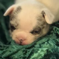 Rocky, a male French Bulldog for sale in Simpsonville, SC – Photo 9 of 10