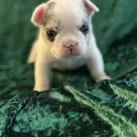 Rocky, a male French Bulldog for sale in Simpsonville, SC – Photo 3 of 10