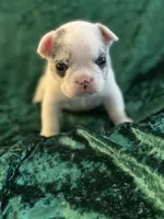 Rocky, a male French Bulldog for sale in Simpsonville, SC – Photo 3 of 10