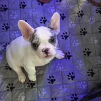 Rocky, a male French Bulldog for sale in Simpsonville, SC – Photo 1 of 10