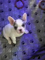 Rocky, a male French Bulldog for sale in Simpsonville, SC – Photo 1 of 10