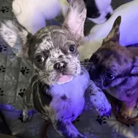 Sky, a female French Bulldog for sale in Simpsonville, SC – Photo 1 of 10