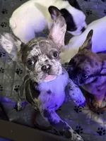 Sky, a female French Bulldog for sale in Simpsonville, SC – Photo 1 of 10