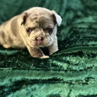 Sky, a female French Bulldog for sale in Simpsonville, SC – Photo 6 of 10