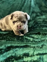 Sky, a female French Bulldog for sale in Simpsonville, SC – Photo 6 of 10