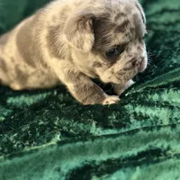 Sky, a female French Bulldog for sale in Simpsonville, SC – Photo 4 of 10