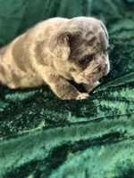 Sky, a female French Bulldog for sale in Simpsonville, SC – Photo 4 of 10