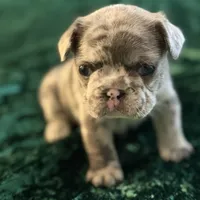 Sky, a female French Bulldog for sale in Simpsonville, SC – Photo 7 of 10