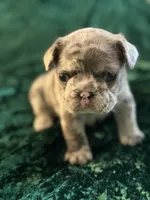 Sky, a female French Bulldog for sale in Simpsonville, SC – Photo 7 of 10