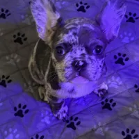 Sky, a female French Bulldog for sale in Simpsonville, SC – Photo 2 of 10