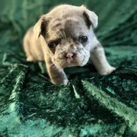 Sky, a female French Bulldog for sale in Simpsonville, SC – Photo 8 of 10