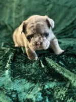 Sky, a female French Bulldog for sale in Simpsonville, SC – Photo 8 of 10