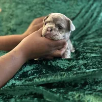 Sky, a female French Bulldog for sale in Simpsonville, SC – Photo 5 of 10