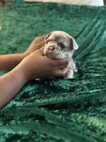 Sky, a female French Bulldog for sale in Simpsonville, SC – Photo 5 of 10