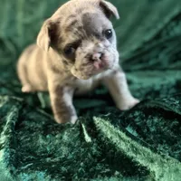 Sky, a female French Bulldog for sale in Simpsonville, SC – Photo 9 of 10