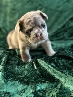 Sky, a female French Bulldog for sale in Simpsonville, SC – Photo 9 of 10
