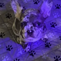 Sky, a female French Bulldog for sale in Simpsonville, SC – Photo 3 of 10