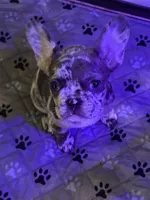 Sky, a female French Bulldog for sale in Simpsonville, SC – Photo 3 of 10