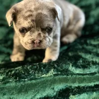 Sky, a female French Bulldog for sale in Simpsonville, SC – Photo 10 of 10