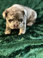Sky, a female French Bulldog for sale in Simpsonville, SC – Photo 10 of 10