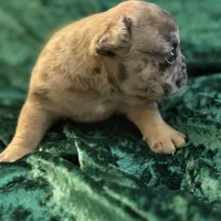 Chase, a male French Bulldog for sale in Simpsonville, SC – Photo 7 of 9