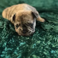 Chase, a male French Bulldog for sale in Simpsonville, SC – Photo 5 of 9