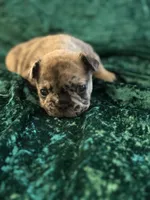 Chase, a male French Bulldog for sale in Simpsonville, SC – Photo 5 of 9