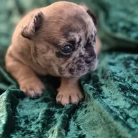 Chase, a male French Bulldog for sale in Simpsonville, SC – Photo 3 of 9