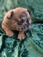 Chase, a male French Bulldog for sale in Simpsonville, SC – Photo 3 of 9