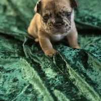 Chase, a male French Bulldog for sale in Simpsonville, SC – Photo 8 of 9