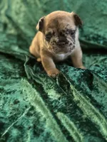 Chase, a male French Bulldog for sale in Simpsonville, SC – Photo 8 of 9