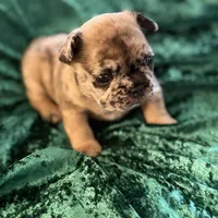 Chase, a male French Bulldog for sale in Simpsonville, SC – Photo 4 of 9