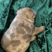 Chase, a male French Bulldog for sale in Simpsonville, SC – Photo 6 of 9