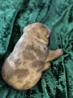 Chase, a male French Bulldog for sale in Simpsonville, SC – Photo 6 of 9