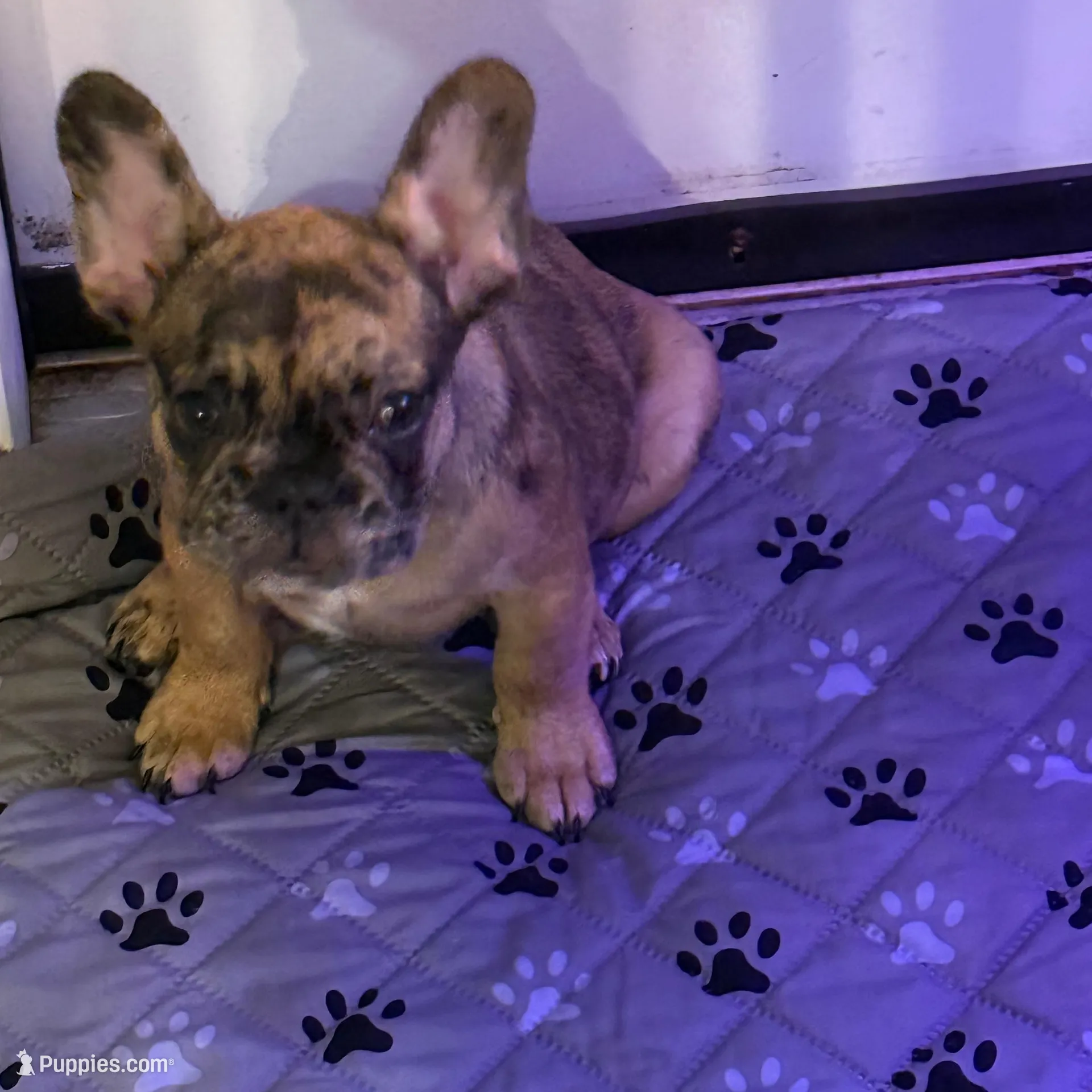 Chase, a male French Bulldog for sale in Simpsonville, SC – Photo 2 of 9