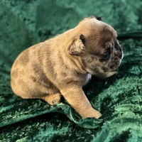 Chase, a male French Bulldog for sale in Simpsonville, SC – Photo 9 of 9