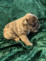 Chase, a male French Bulldog for sale in Simpsonville, SC – Photo 9 of 9