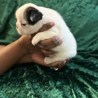 Marshall, a male French Bulldog for sale in Simpsonville, SC – Photo 8 of 10