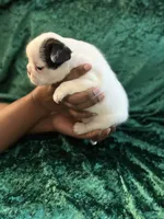 Marshall, a male French Bulldog for sale in Simpsonville, SC – Photo 8 of 10