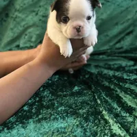 Marshall, a male French Bulldog for sale in Simpsonville, SC – Photo 9 of 10