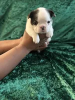 Marshall, a male French Bulldog for sale in Simpsonville, SC – Photo 9 of 10