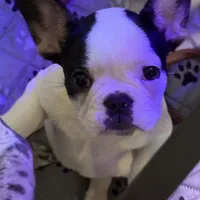 Marshall, a male French Bulldog for sale in Simpsonville, SC – Photo 1 of 10