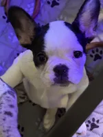 Marshall, a male French Bulldog for sale in Simpsonville, SC – Photo 1 of 10