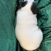 Marshall, a male French Bulldog for sale in Simpsonville, SC – Photo 7 of 10