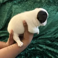 Marshall, a male French Bulldog for sale in Simpsonville, SC – Photo 4 of 10