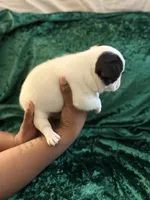 Marshall, a male French Bulldog for sale in Simpsonville, SC – Photo 4 of 10