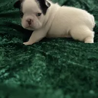 Marshall, a male French Bulldog for sale in Simpsonville, SC – Photo 5 of 10