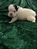 Marshall, a male French Bulldog for sale in Simpsonville, SC – Photo 5 of 10