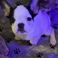 Marshall, a male French Bulldog for sale in Simpsonville, SC – Photo 2 of 10